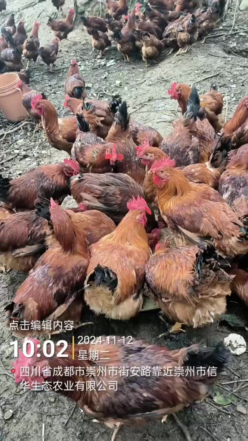 180天土鸡