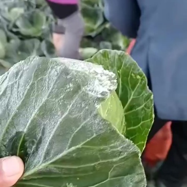 铁头降价