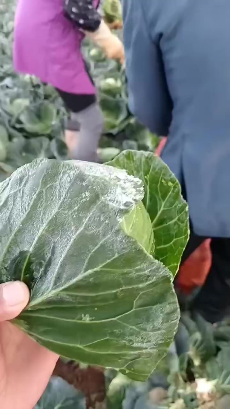 铁头降价