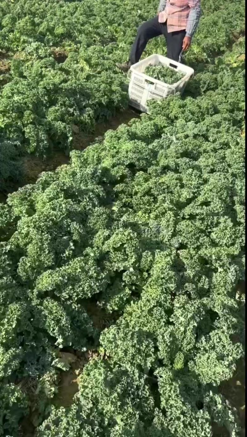 基地直供