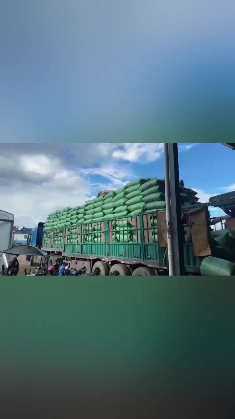 云南黑花生