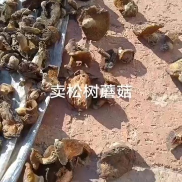松蛾，松树蘑菇野生