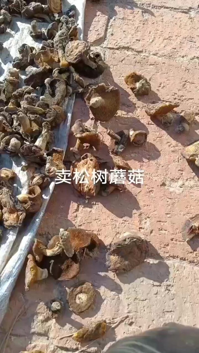 松蛾，松树蘑菇野生
