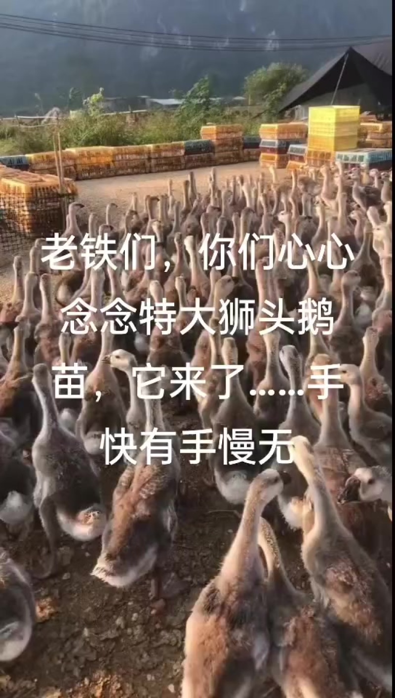 狮头鹅苗