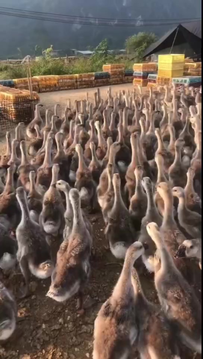 狮头鹅苗