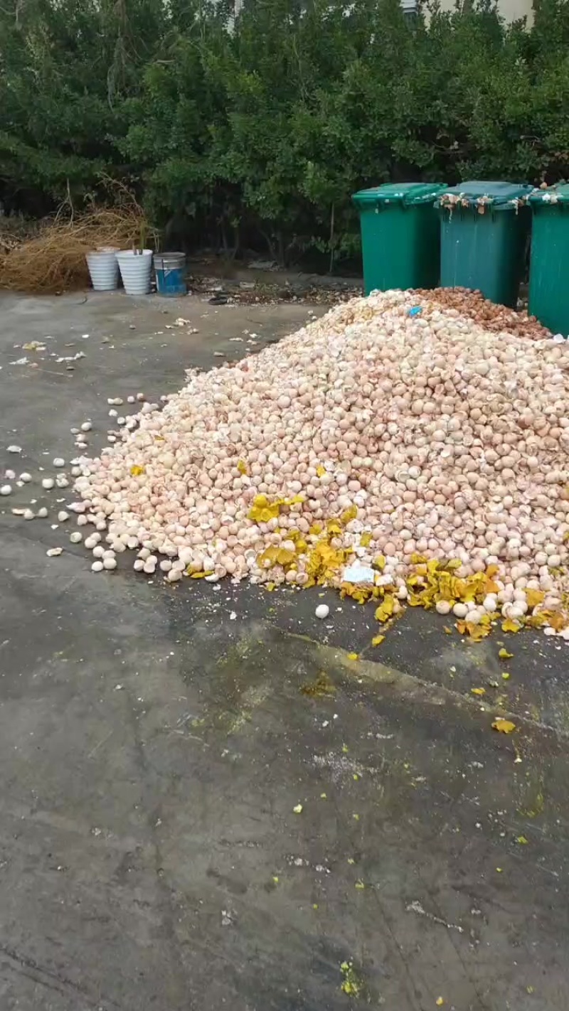 鸡蛋壳