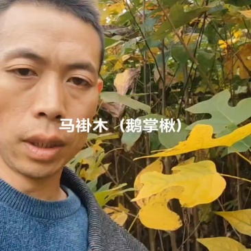 地径1公分2公分3公分