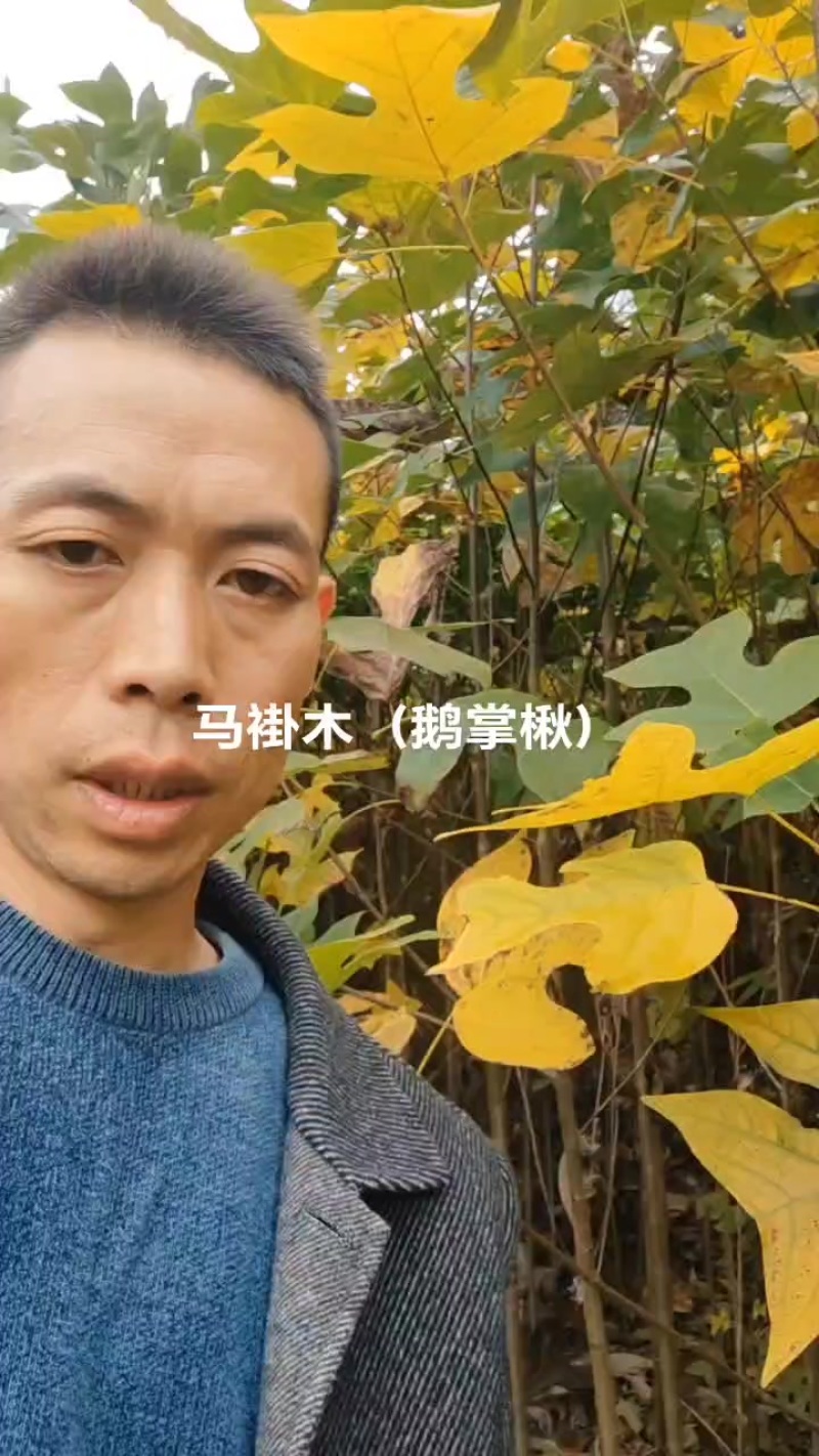 地径1公分2公分3公分