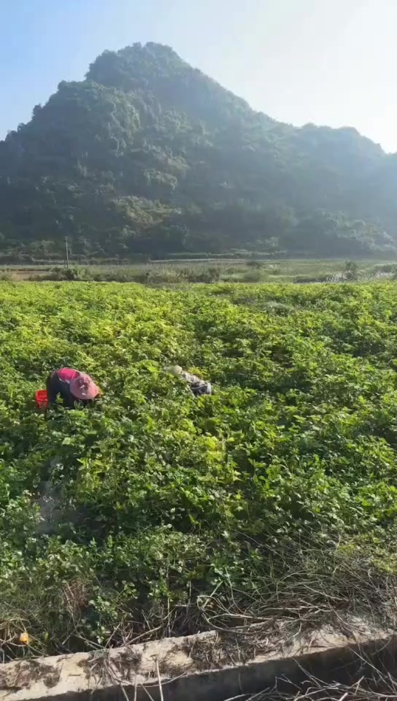 姑娘果
