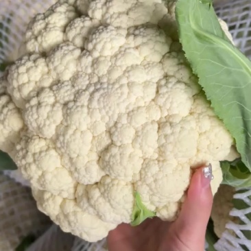 精品小米粒花菜2.5斤