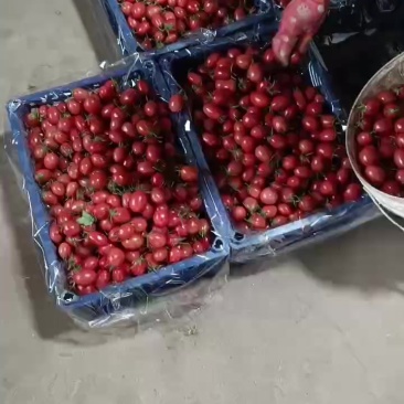 圣女果
