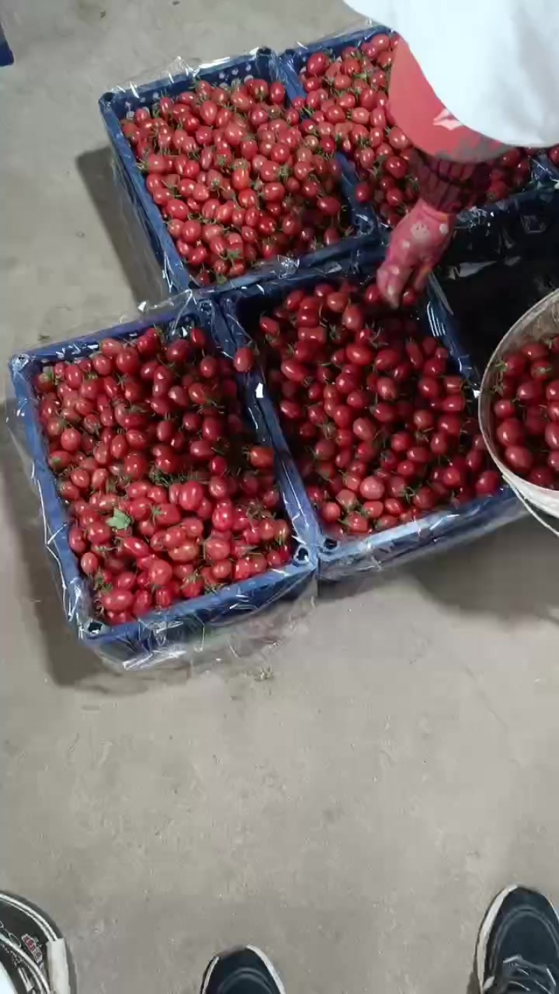 圣女果