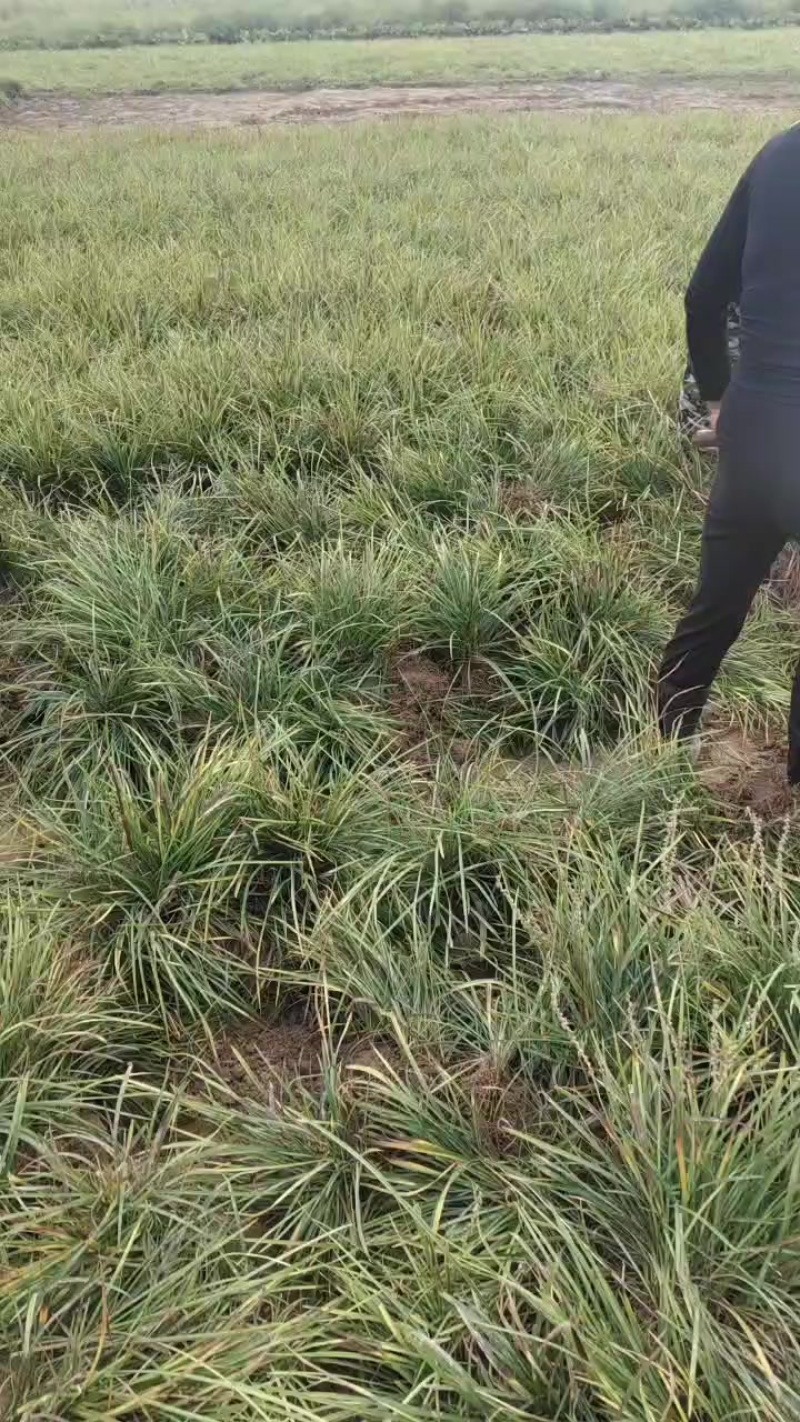 麦冬苗