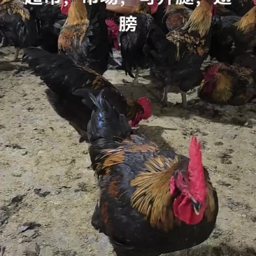 肉鸡