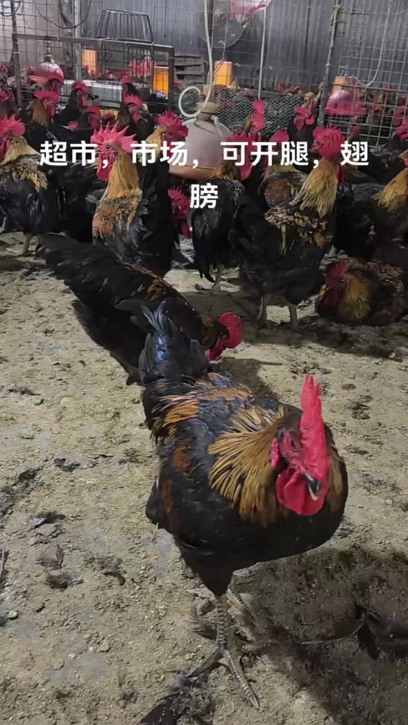 肉鸡