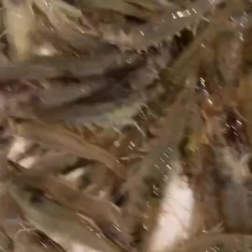 活虾产地直达，北京天津1000斤起送