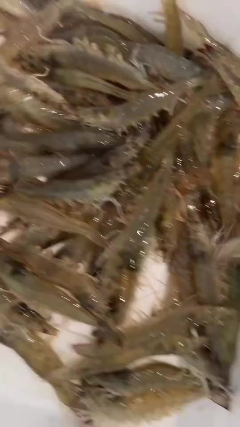 活虾产地直达，北京天津1000斤起送