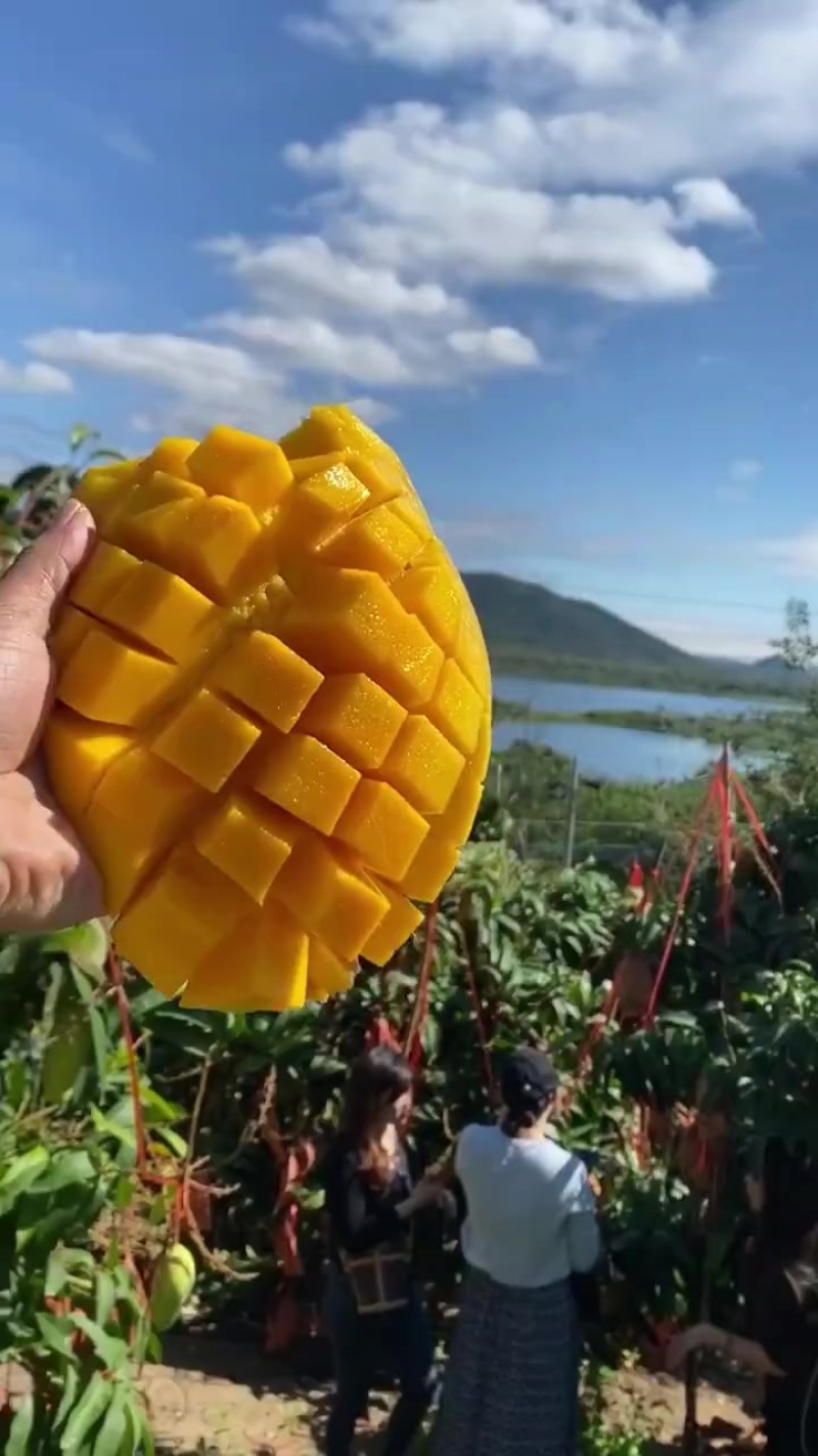 海南金煌芒皮薄肉厚支持一件代发包邮顺丰礼盒装