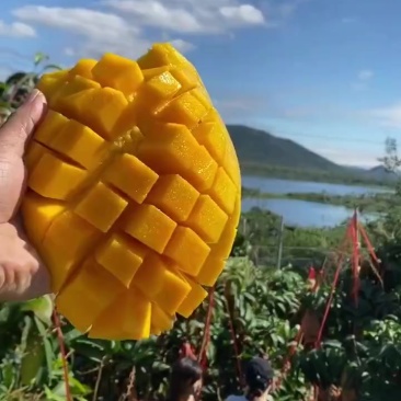 海南金煌芒皮薄肉厚支持一件代发包邮顺丰礼盒装