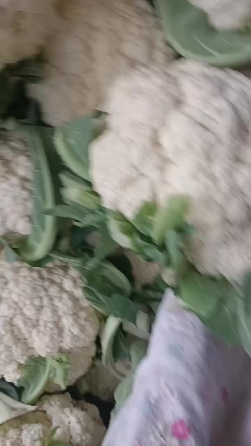 精品松花货源充足/大量供应各大市场批发市场超市/价格公道
