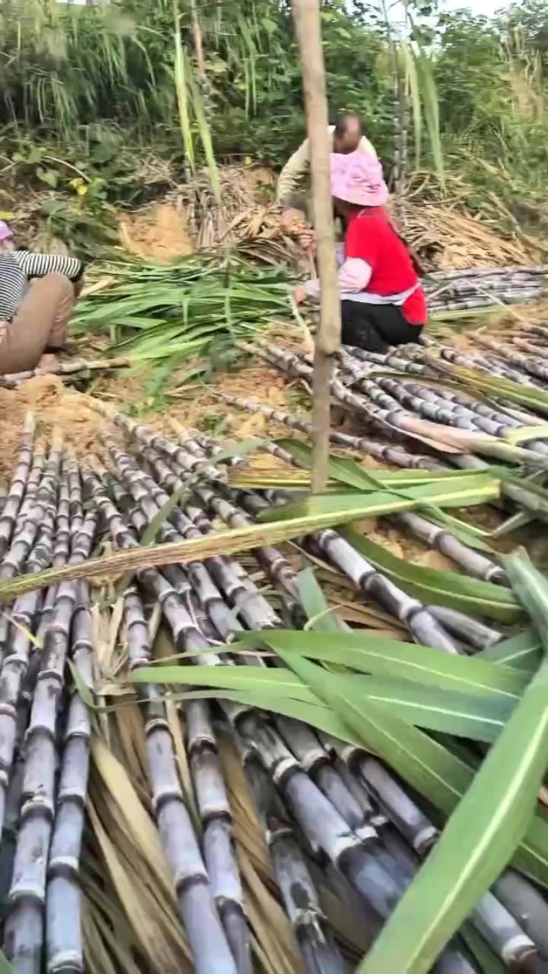 贵州贞丰黑皮甘蔗