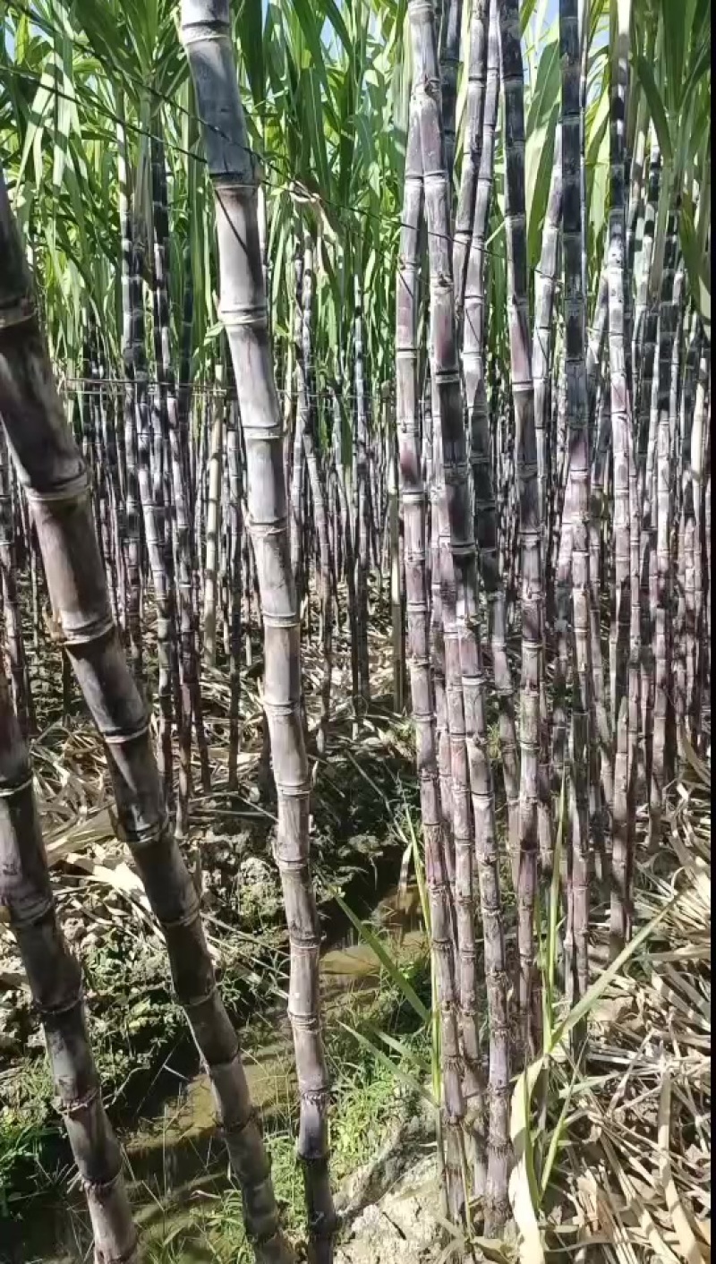 贵州贞丰黑皮甘蔗