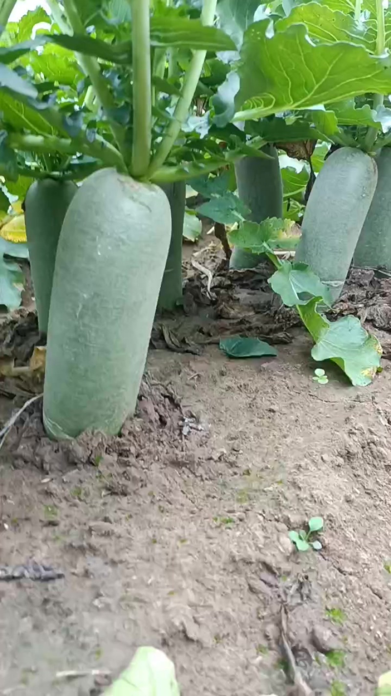 水果萝卜