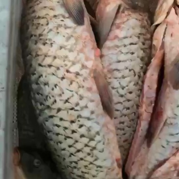 大鲤鱼