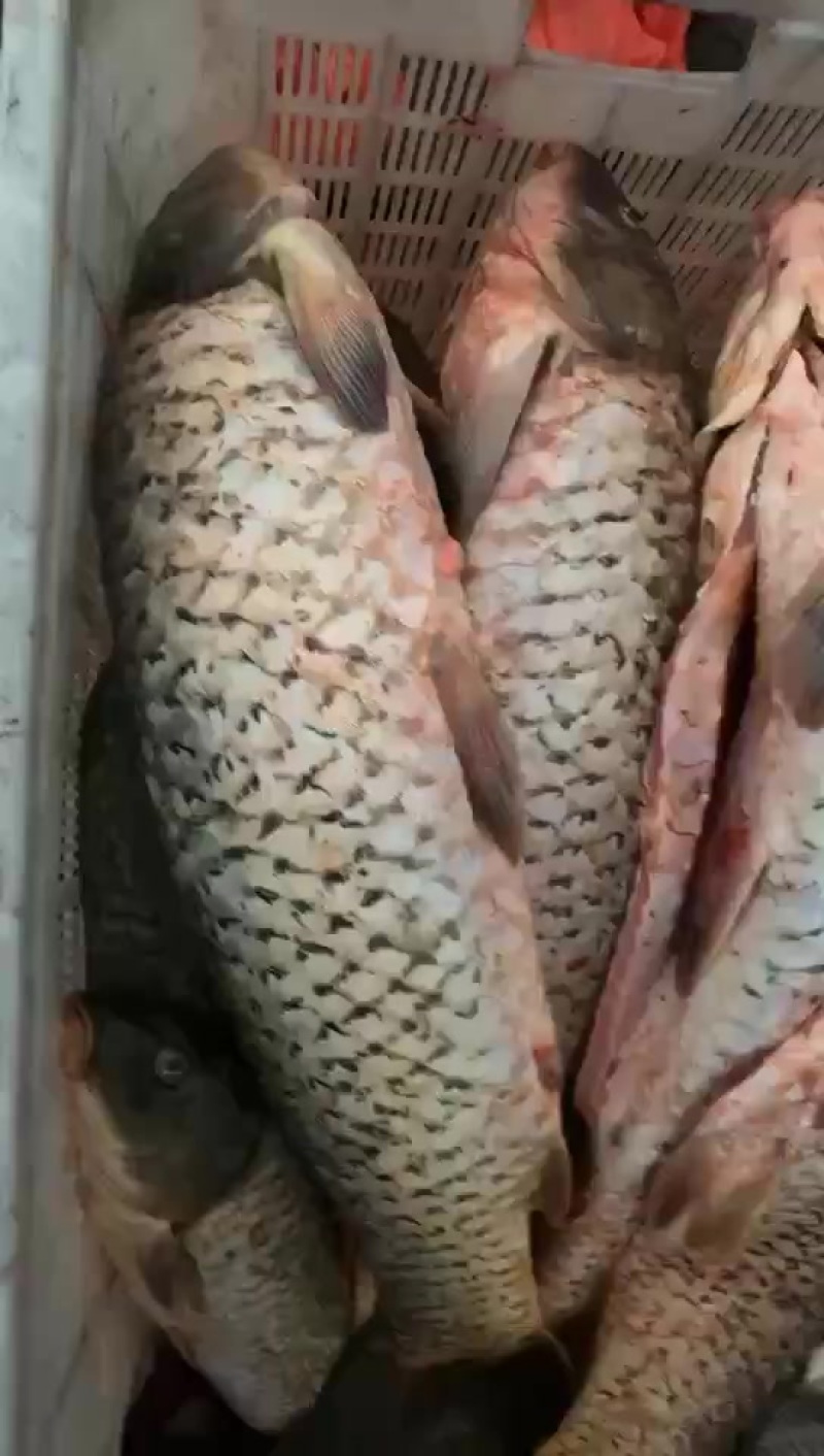 大鲤鱼