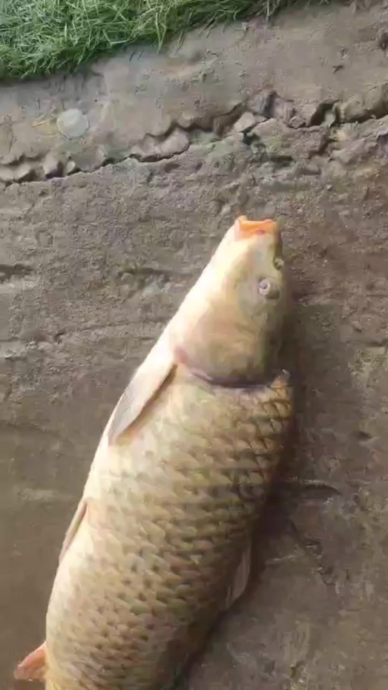 大鲤鱼