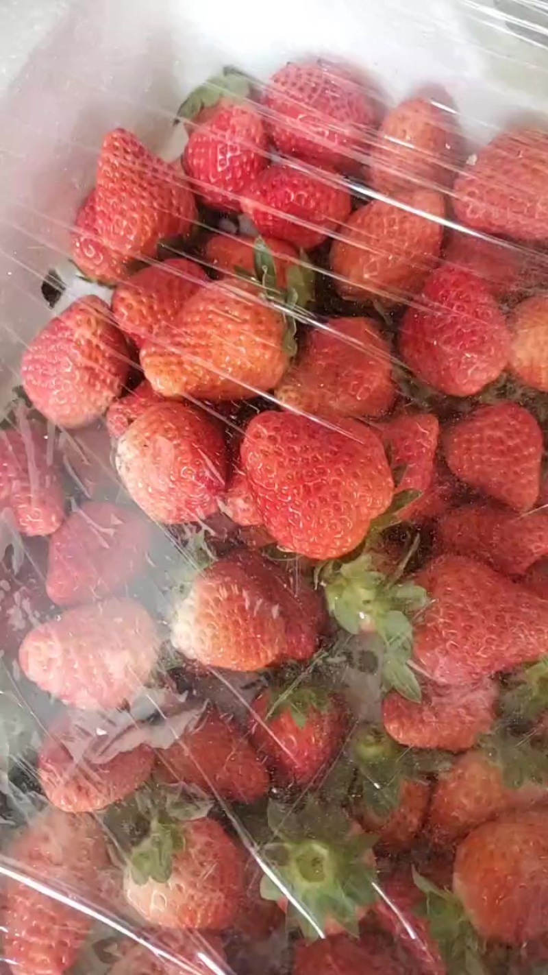 德昌露天草莓