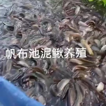 泥鳅