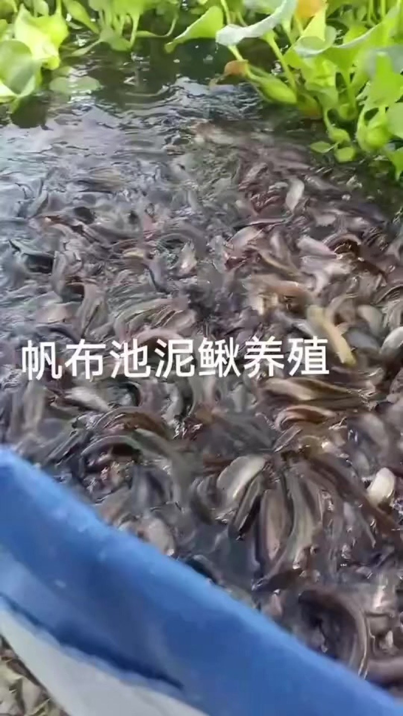 泥鳅