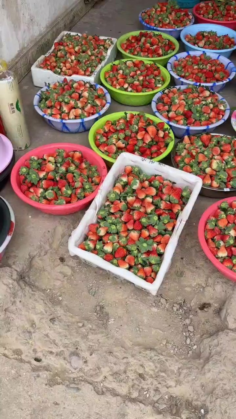 德昌露天草莓