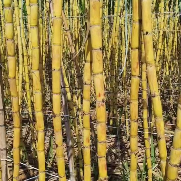 黄金蔗
