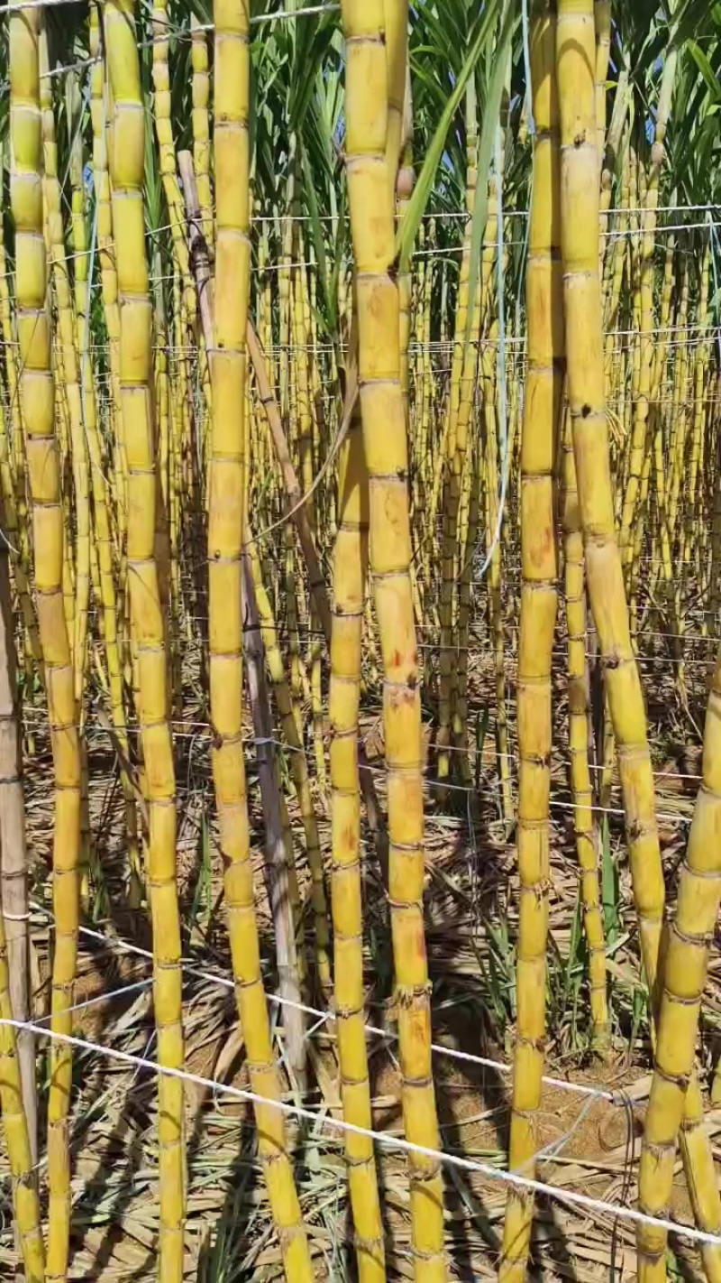 黄金蔗