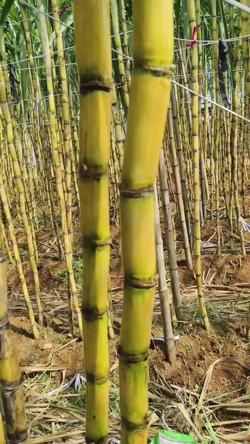 黄金蔗