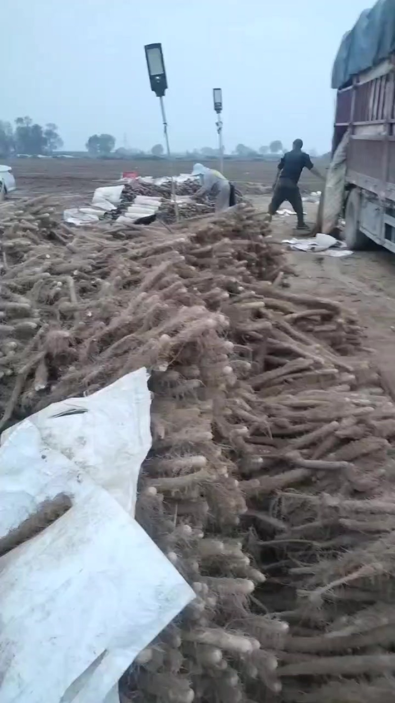 麻山药