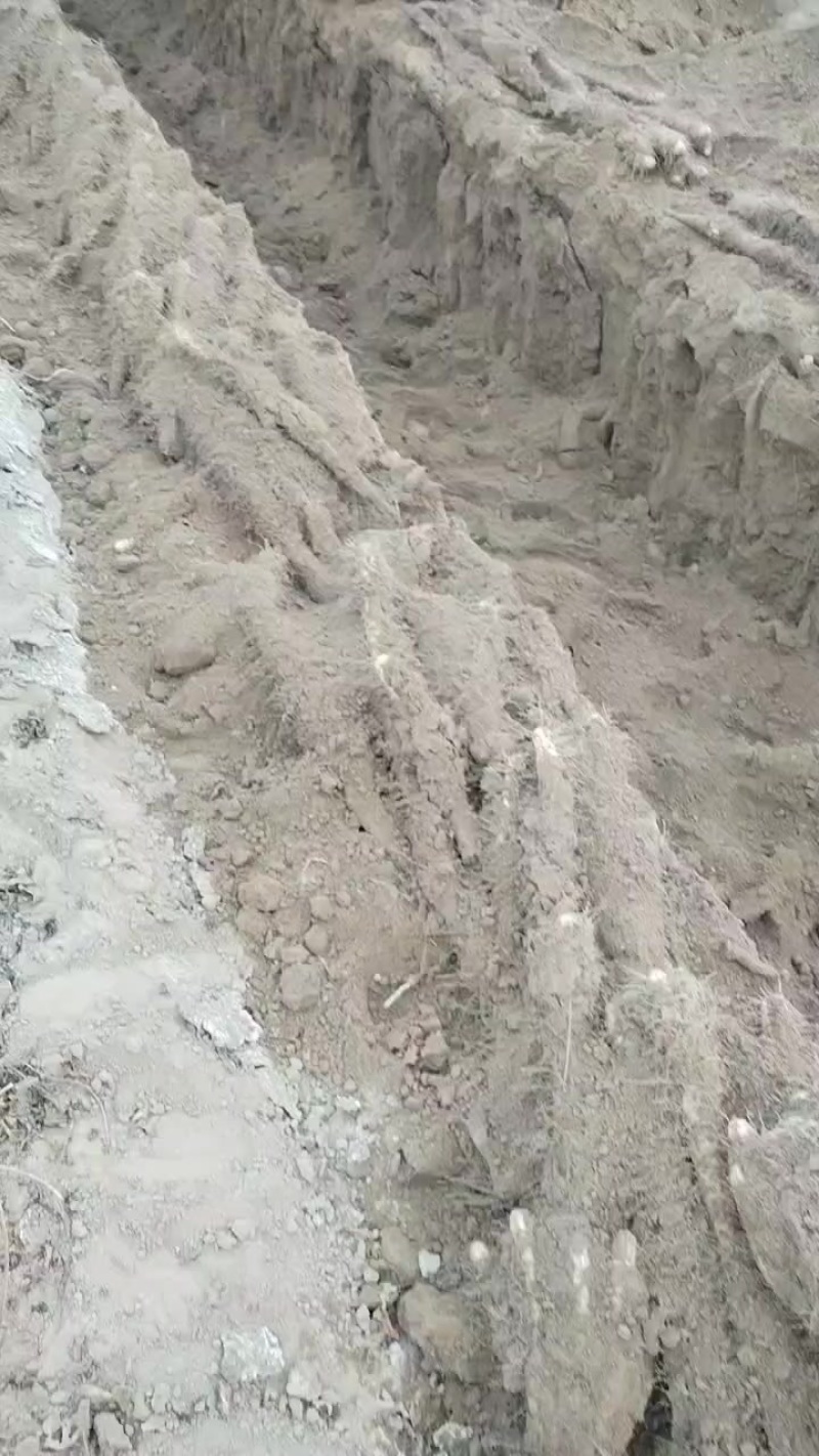 麻山药