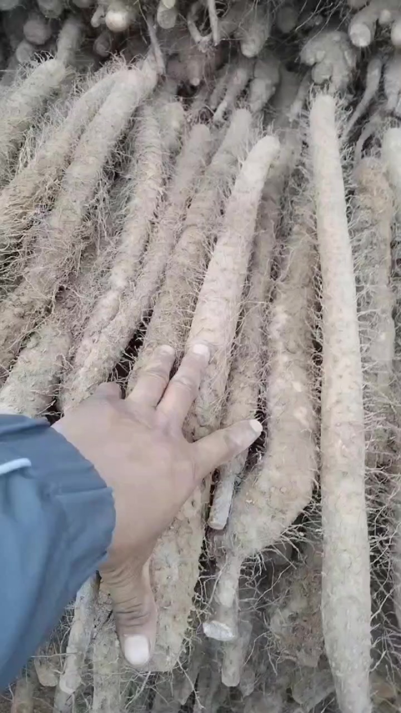麻山药