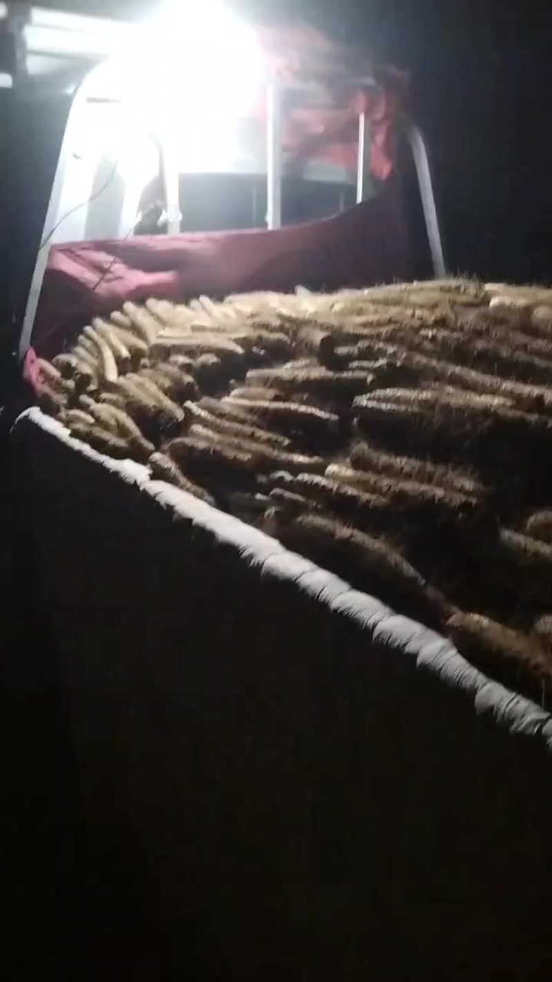 麻山药
