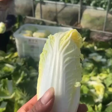 精品娃娃菜