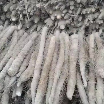 麻山药