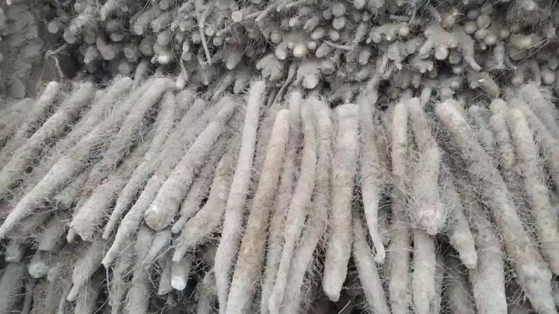 麻山药