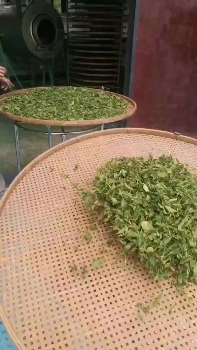 枸杞叶茶，干叶干粉
