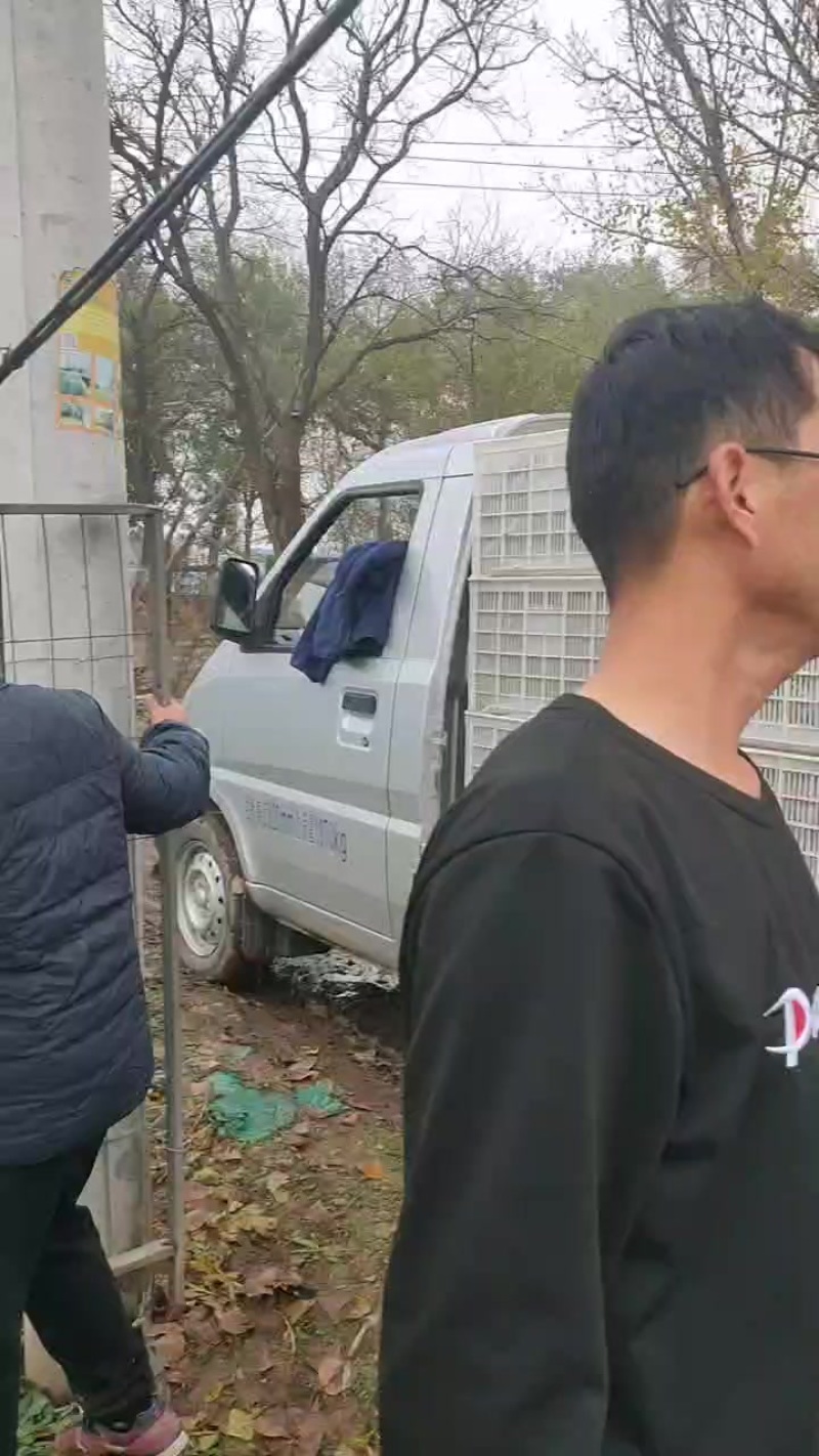 天津西青沙窝萝卜批发零售一件代发