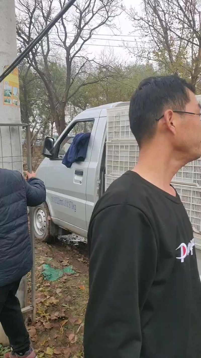 天津西青沙窝萝卜批发零售一件代发