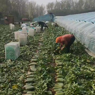 天津西青沙窝萝卜批发零售一件代发