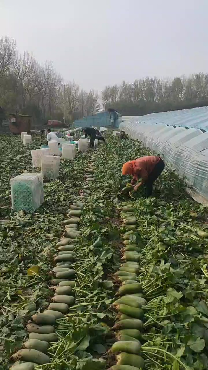 天津西青沙窝萝卜批发零售一件代发
