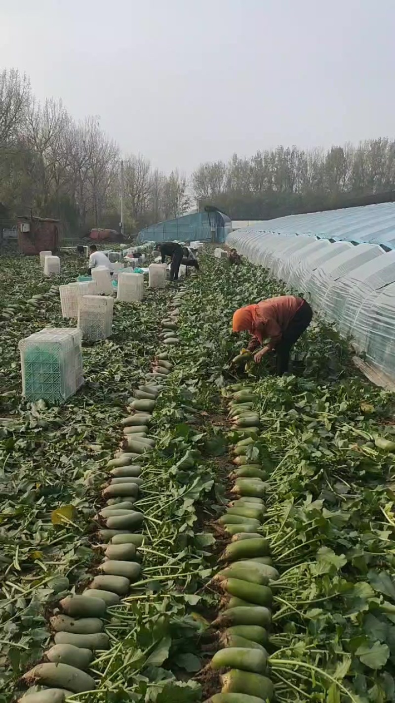天津西青沙窝萝卜批发零售一件代发